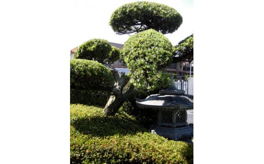 住宅の植木の剪定作業(作業期間：1月～7月) 759565 - 奈良県橿原市