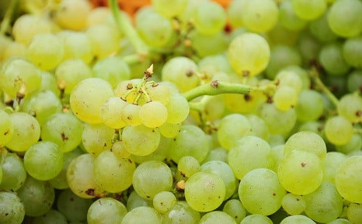 丹波ワインが京都丹波の自社農園産葡萄で造った白ワイン。