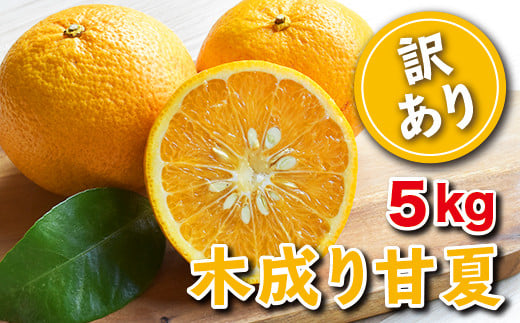 【訳あり】みかん畑 再生プロジェクト
野性味あふれる旬の木成り甘夏 5kg（限定100セット）