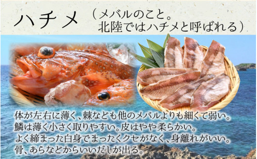 とれピチ鮮魚のおまかせ刺身用 250g 2パック 越前三国港 漁船 神力丸 船長がお届け A 5808 福井県坂井市 ふるさと納税 ふるさとチョイス