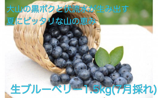 MS-36　新鮮生ブルーベリー1.5kg（7月採れ）