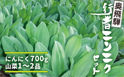 奥飛騨産 生行者ニンニク 700g 山菜 【4月下旬～5月初旬発送】 syun122