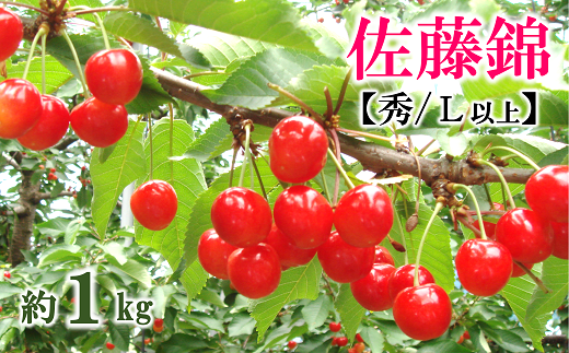 【令和7年産先行予約】 さくらんぼ 「佐藤錦」 約1kg (約500g×2パック 秀 L以上) バラ詰め 《令和7年6月中旬～発送》 『マルタニ農園』 小分け サクランボ 果物 フルーツ 産地直送 生産農家直送 山形県 南陽市 [1217]