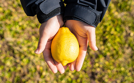 有機栽培のレモンと減農薬栽培のみかんだから、果実丸ごと使用しても皮まで安心して味わえます。
