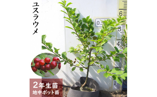 すだ農園 2年生 苗木 ユスラウメ 山桜桃 地中ポット苗 年 21年10月下旬 22年4月末頃にお届けします 北海道 沖縄 離島への発送不可 京都府亀岡市 ふるさと納税 ふるさとチョイス