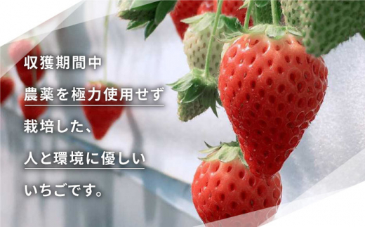 先行予約 こだわりの詰まった健康ないちご 農園直送 いちごさん さがほのか 250g 2パック 花祭果実 Hbn001 佐賀県江北町 ふるさと納税 ふるさとチョイス 先行予約 こだわりの詰まった健康ないちご 農園直送 いちごさん さがほのか 250g 2パック 花祭果実 Hbn001 佐賀県江北町 ふるさと納税 ふるさとチョイス