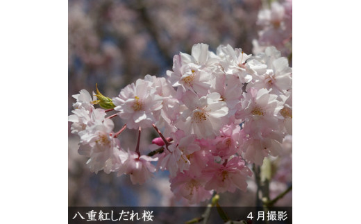 ＜すだ農園＞2年生苗◇サクラ(桜) 八重紅しだれ桜