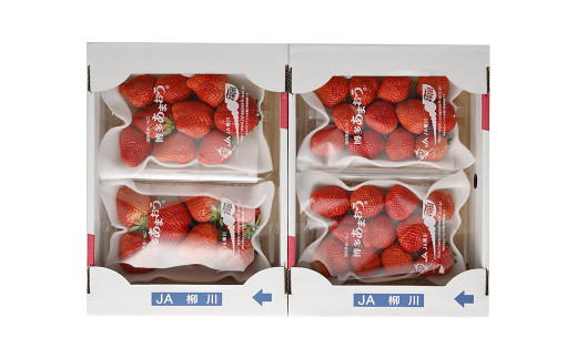 【2024年2月上旬より順次発送】【先行予約】あまおう 等級G 約1,120g 約280g×4 いちご 苺 果物 フルーツ