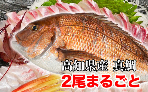 漁師のこだわり！！高知県産真鯛　2尾まるごとお届け！MM037