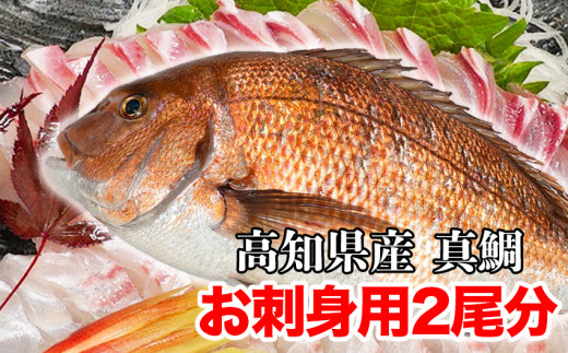 漁師のこだわり！！高知県産真鯛　お刺身用2尾分セット　MM038