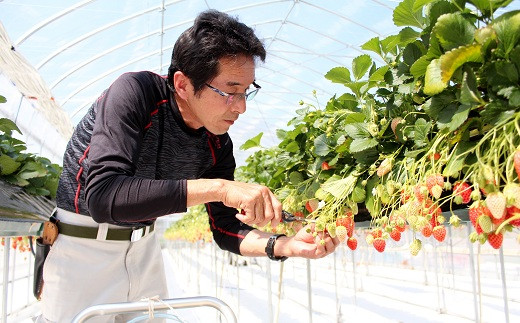 あきひめを大切に育てる株式会社京都誠志郎農園の代表・西森 強さん。「京丹波の気候は苺栽培に最適」と話します。