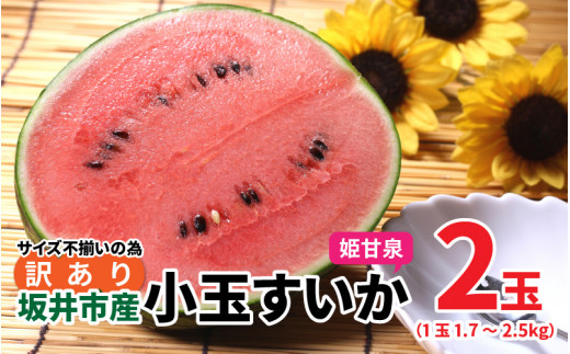 坂井市で丹精込めて育てました!
