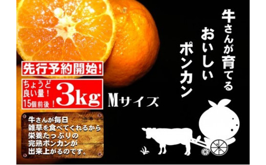 S141 牛さんポンカンmサイズ 3kg 高知県東洋町 ふるさと納税 ふるさとチョイス