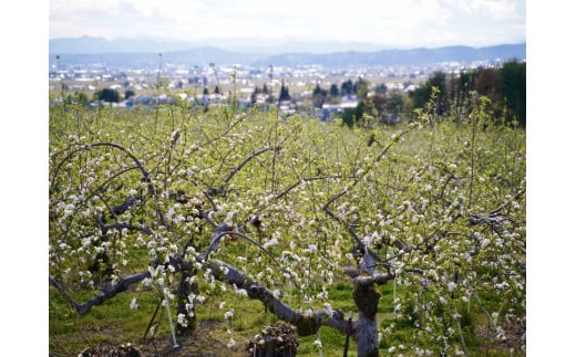 喜多方市内を一望できる高台のりんご畑