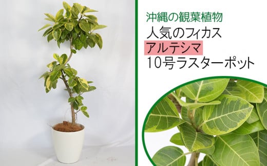 沖縄の観葉植物 人気のフィカス アルテシマ 10号 ラスターポット A1004 沖縄県うるま市 ふるさと納税 ふるさとチョイス