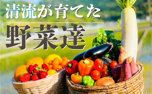 12カ月定期便 野菜屋高知の新鮮野菜セット 日曜市の野菜を味わう 高知県高知市 ふるさと納税 ふるさとチョイス