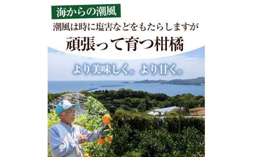 宮崎県門川町産文旦≪ぶんたん≫(8個以上)柑橘 果物 数量限定 期間限定 国産 フルーツ 常温 保存 遠見半島【AE-17】【勝農園】|勝農園