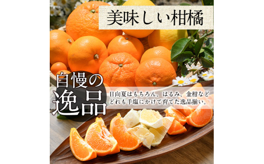 宮崎県門川町産文旦≪ぶんたん≫(8個以上)柑橘 果物 数量限定 期間限定 国産 フルーツ 常温 保存 遠見半島【AE-17】【勝農園】|勝農園