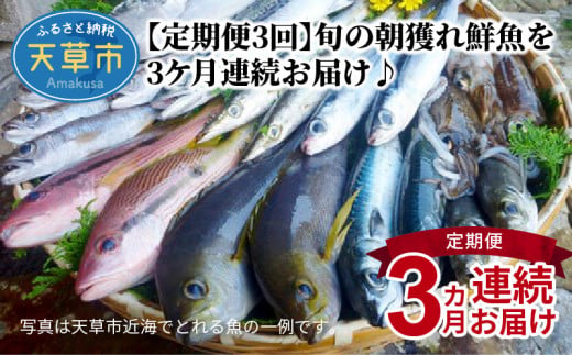 S059-019_【下処理なし】 天草わくわく便 まるごと鮮魚セット - 熊本県