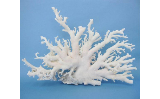 珊瑚職人館の珊瑚の原木・拝見・置物（g31）