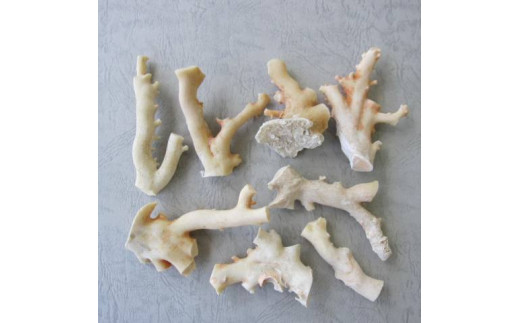 珊瑚職人館の珊瑚の原木・拝見・置物（g34）