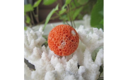 珊瑚職人館の珊瑚のルース（ｐ41） 785786 - 高知県宿毛市
