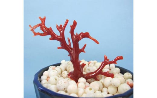 珊瑚職人館の珊瑚の原木・拝見・置物（g40）