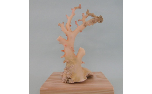 珊瑚職人館の珊瑚の原木・拝見・置物（g36） 785801 - 高知県宿毛市