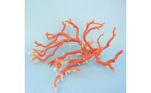 珊瑚職人館の珊瑚の原木・拝見・置物（g45）