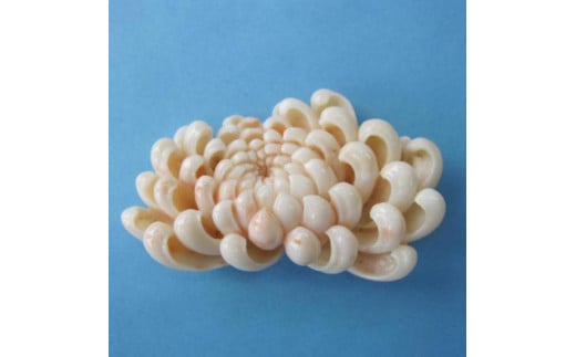 珊瑚職人館の珊瑚のルース（ｐ28） 785797 - 高知県宿毛市