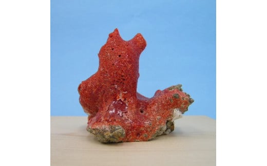 珊瑚職人館の珊瑚の原木・拝見・置物（g52）