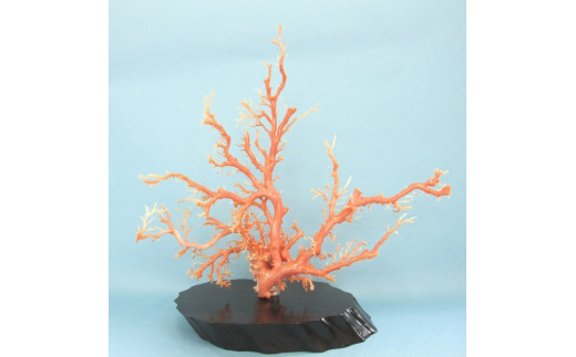 珊瑚職人館の珊瑚の原木・拝見・置物（g47）
