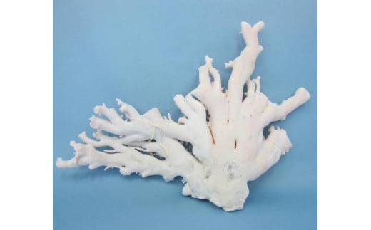 珊瑚職人館の珊瑚の原木・拝見・置物（g27） 785821 - 高知県宿毛市