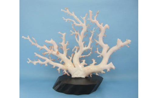 珊瑚職人館の珊瑚の原木・拝見・置物（g35）