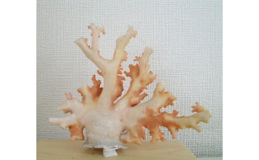 珊瑚職人館の珊瑚の原木・拝見・置物（g38）