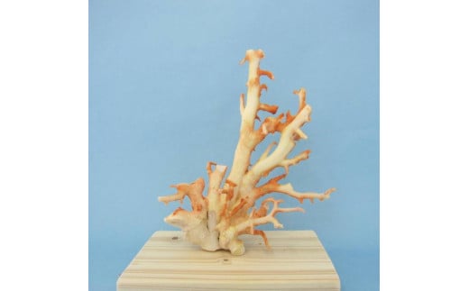 珊瑚職人館の珊瑚の原木・拝見・置物（g39）