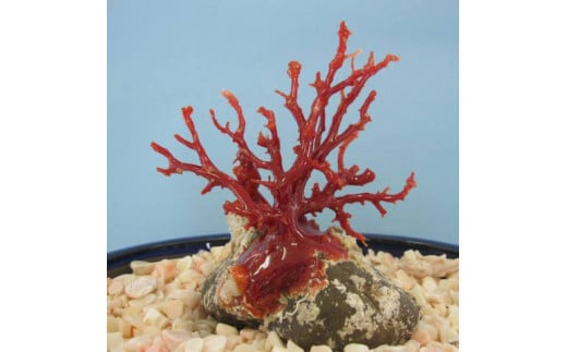 珊瑚職人館の珊瑚の原木・拝見・置物（g49）