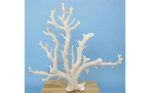 珊瑚職人館の珊瑚の原木・拝見・置物（g30）