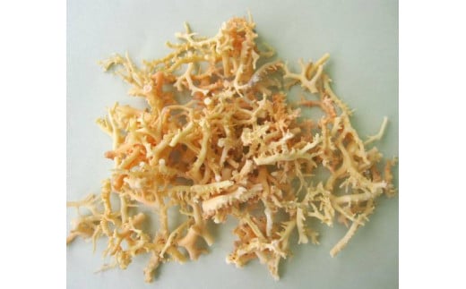 珊瑚職人館の珊瑚の原木・拝見・置物（g28）
