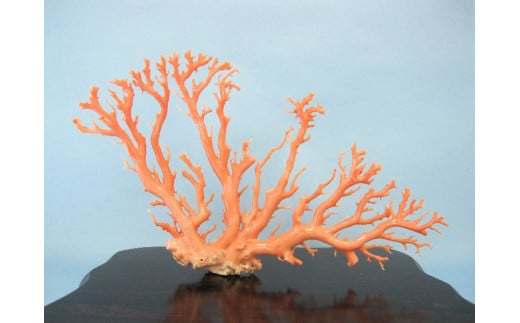 珊瑚職人館の珊瑚の原木・拝見・置物（g46）