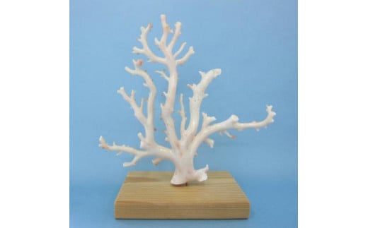 ふるさと納税 [027302]珊瑚職人館の珊瑚の原木・拝見・置物13 高知県