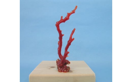 珊瑚職人館の珊瑚の原木・拝見・置物（g55）