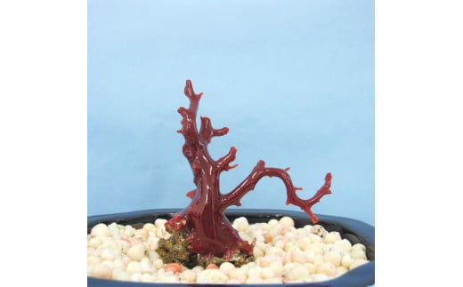 珊瑚職人館の珊瑚の原木・拝見・置物（g53）