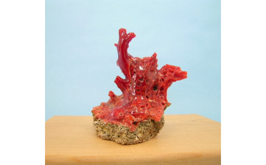 珊瑚職人館の珊瑚の原木・拝見・置物（g54）