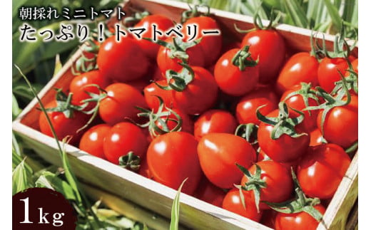 AF015 朝採れミニトマト たっぷり！トマトベリー 1kg