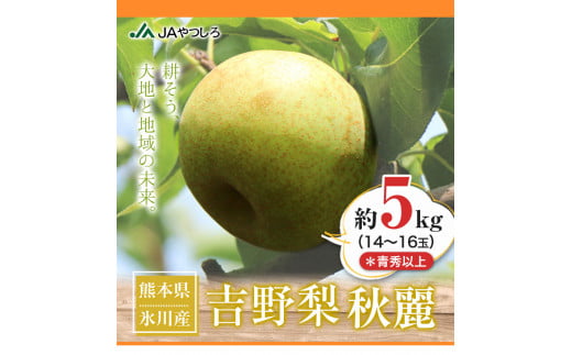 先行予約 熊本県氷川町産 吉野梨秋麗 約5kg 14 16玉前後 8月上旬 8月末頃より順次出荷 Jaやつしろ梨部会 熊本県氷川町 ふるさと納税 ふるさとチョイス