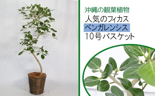 沖縄の観葉植物 人気のフィカス ベンガレンシス 10号 バスケット A1030 沖縄県うるま市 ふるさと納税 ふるさとチョイス