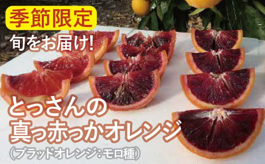 とっさんの真っ赤っかオレンジ（ブラッドオレンジ：モロ種）（配達指定日不可）【ブラッドオレンジ 1箱 1.5kg～2kg くだもの 果物 フルーツ スムージー ジュース】 273484 - 島根県大田市