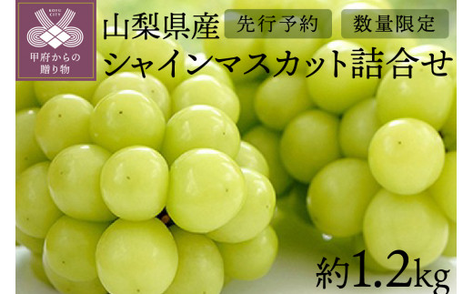 先行予約 山梨県産シャインマスカット詰合せ1 2kg 山梨県甲府市 ふるさと納税 ふるさとチョイス