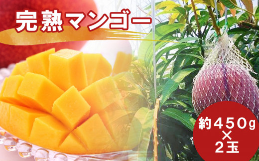 完熟マンゴー 2玉（約450g×2玉）玉名市産